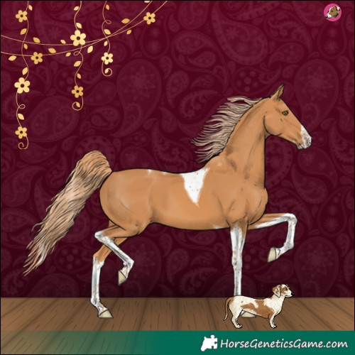 Horse Color:Chestnut Splash Tobiano 