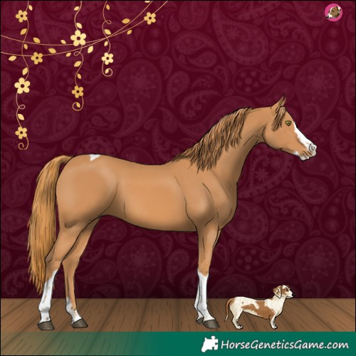 Horse Color:Chestnut Splash Tobiano 