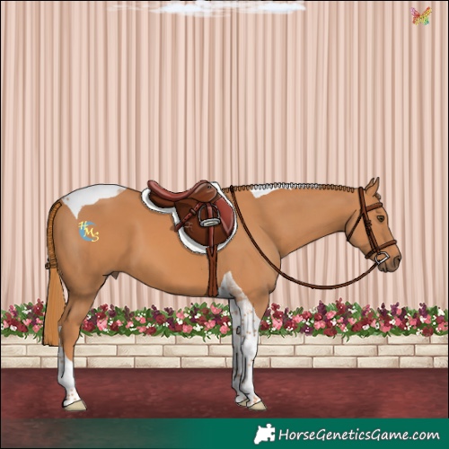 Horse Color:Chestnut Tobiano