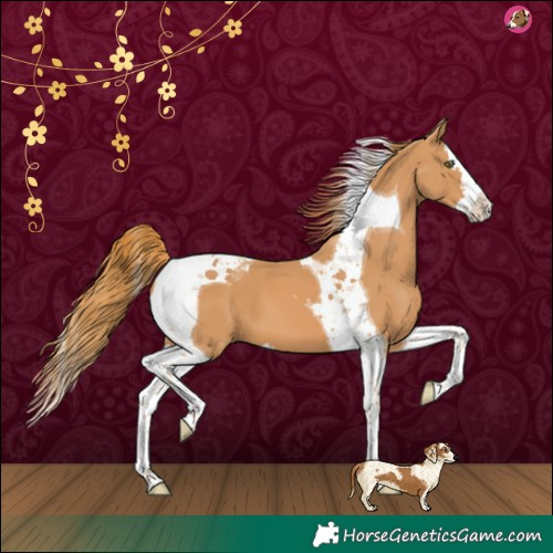 Horse Color:Chestnut Splash Tobiano