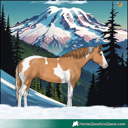 Horse Color:Chestnut Splash Tobiano