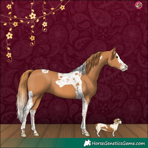 Horse Color:Chestnut Splash Tobiano 