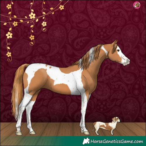 Horse Color:Chestnut Splash Tobiano
