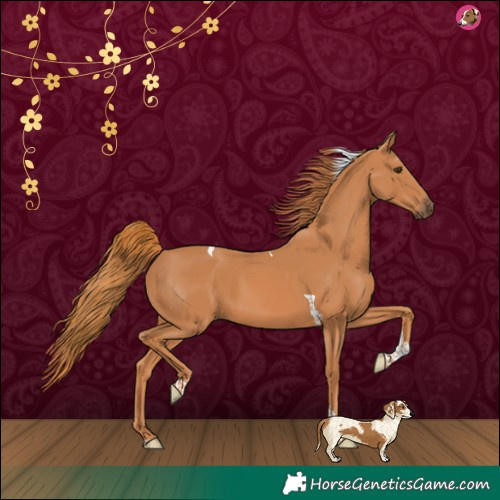 Horse Color:Chestnut Tobiano 