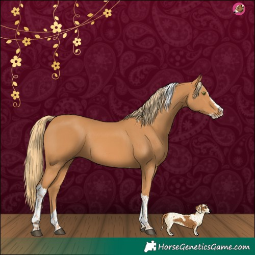 Horse Color:Chestnut Splash Tobiano 