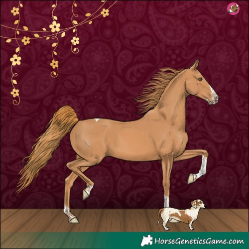 Horse Color:Chestnut Splash Tobiano