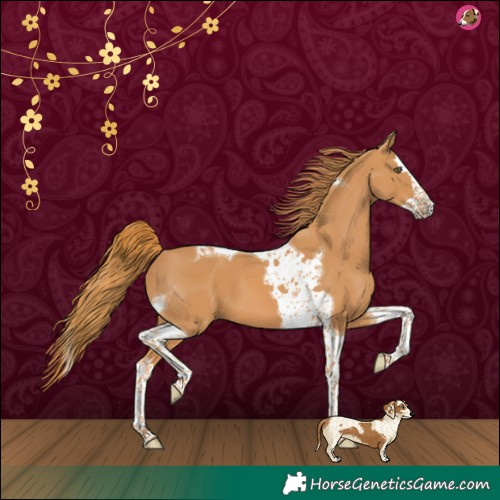 Horse Color:Chestnut Splash Tobiano