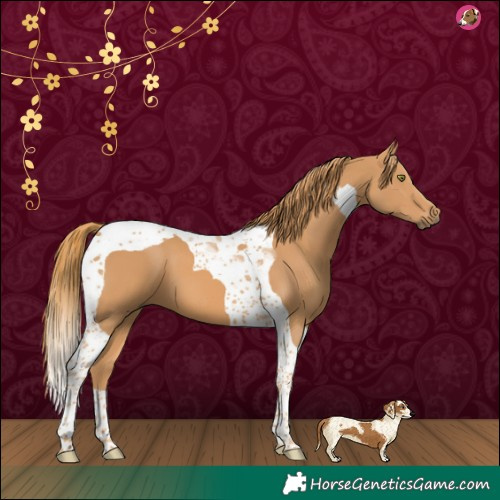 Horse Color:Chestnut Tobiano 