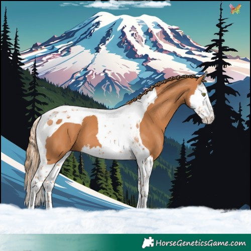 Horse Color:Chestnut Splash Tobiano 