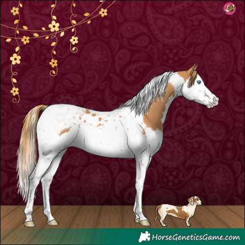 Horse Color:Chestnut Splash Tobiano