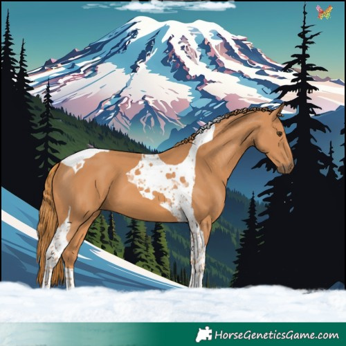 Horse Color:Chestnut Tobiano