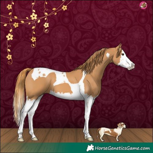 Horse Color:Chestnut Splash Tobiano