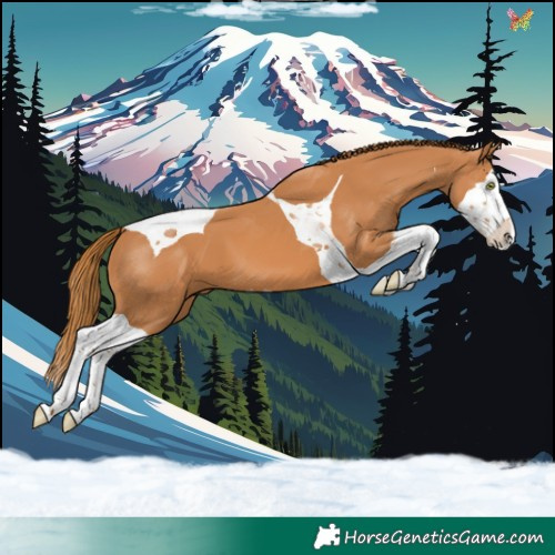 Horse Color:Chestnut Splash Tobiano 