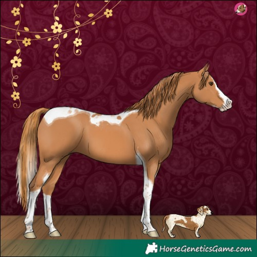 Horse Color:Chestnut Splash Tobiano 