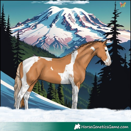Horse Color:Chestnut Splash Tobiano 