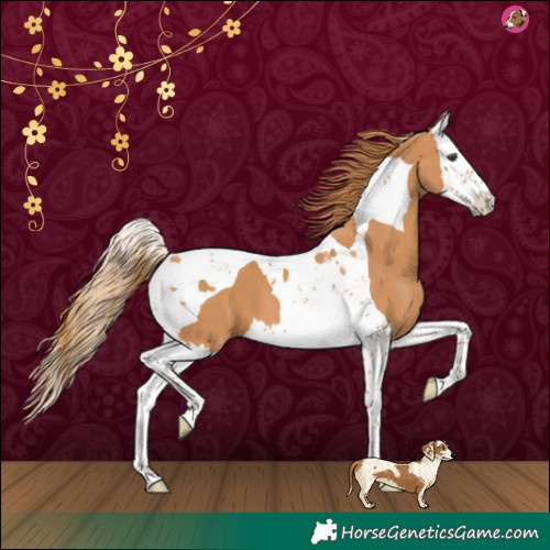 Horse Color:Chestnut Splash Tobiano 