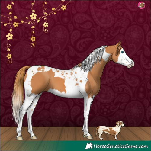 Horse Color:Chestnut Splash Tobiano