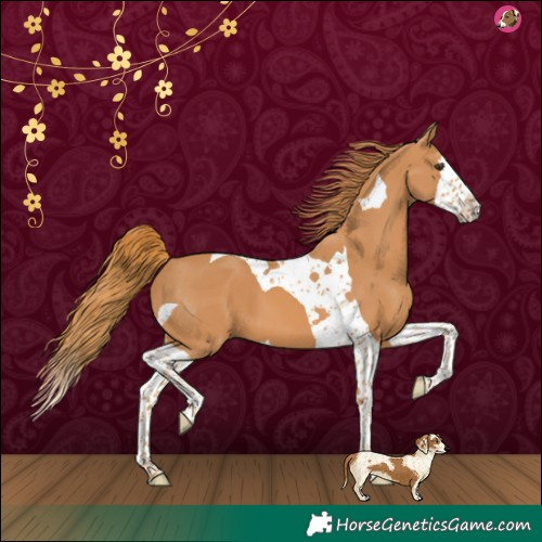 Horse Color:Chestnut Splash Tobiano