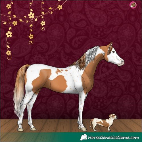 Horse Color:Chestnut Splash Tobiano 