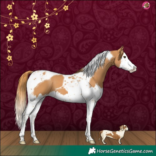 Horse Color:Chestnut Splash Tobiano 