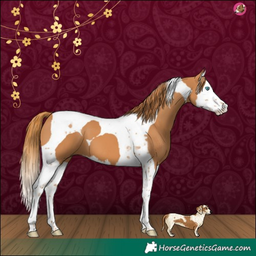 Horse Color:Chestnut Splash Tobiano