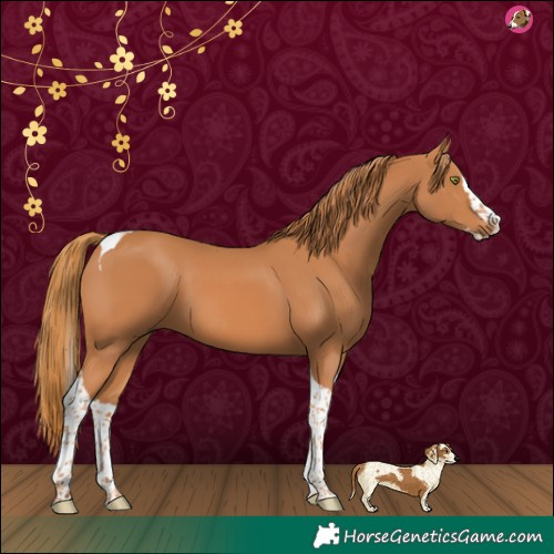 Horse Color:Chestnut Splash Tobiano
