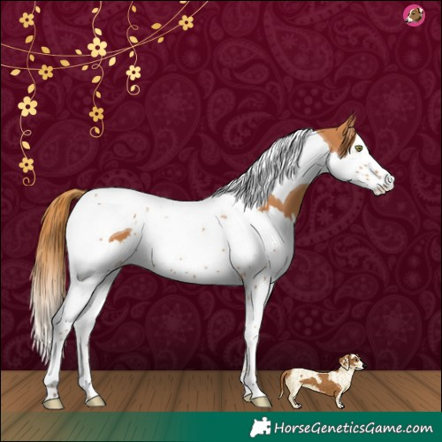 Horse Color:Chestnut Splash Tobiano