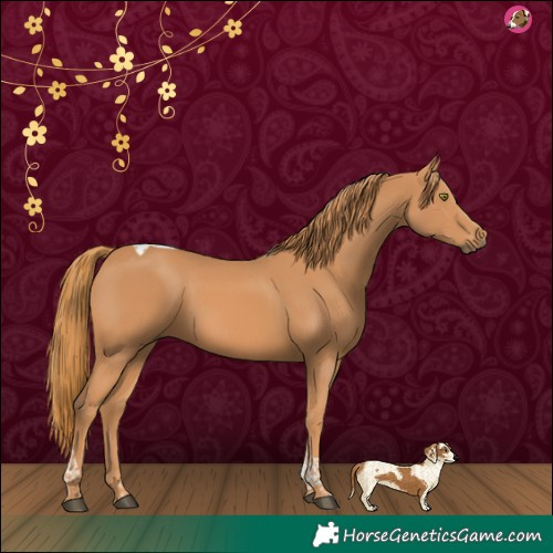 Horse Color:Chestnut Tobiano 