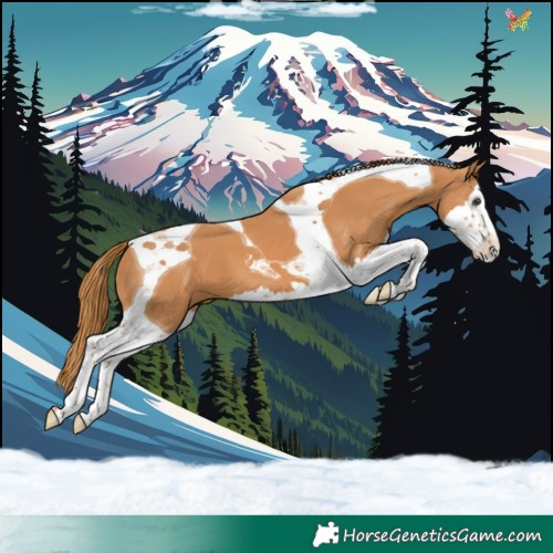 Horse Color:Chestnut Splash Tobiano