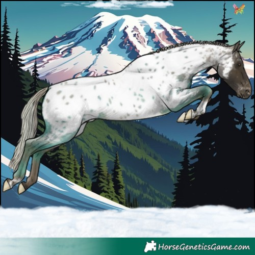 Horse Color:Silver Buckskin Roan Near Leopard