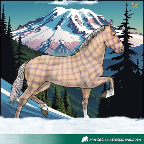 Horse Color:Plaid  Silver Buckskin Roan 