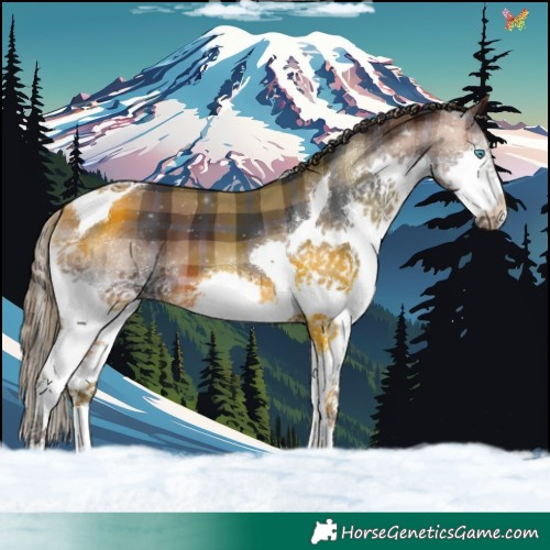 Horse Color:Plaid Brown Splash Tobiano