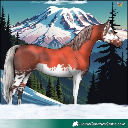 Horse Color:Silver Brown Splash
