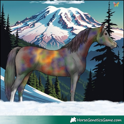 Horse Color:Nacre Brown Sabino Tobiano
