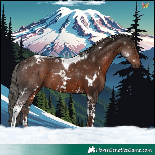 Horse Color:White Spotted Liver Chestnut Tobiano