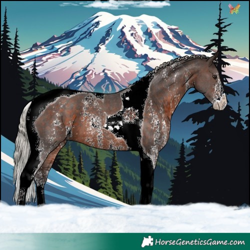 Horse Color:Silver Brown Sabino Tobiano 