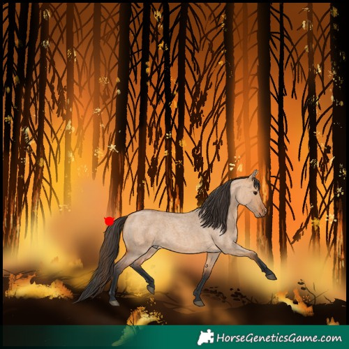 Horse Color:Bay Roan Dun 