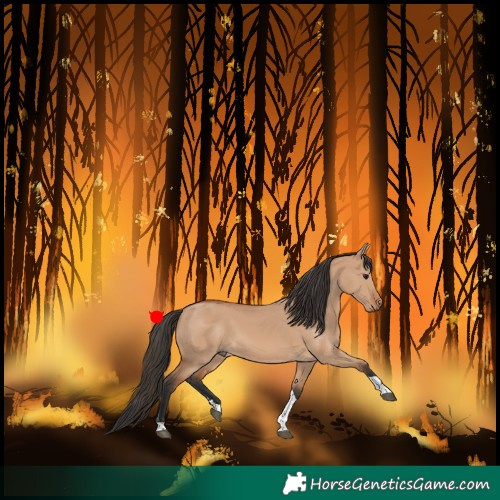Horse Color:Bay Dun Tobiano 