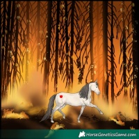 Horse Color:Amber Cream Champagne 