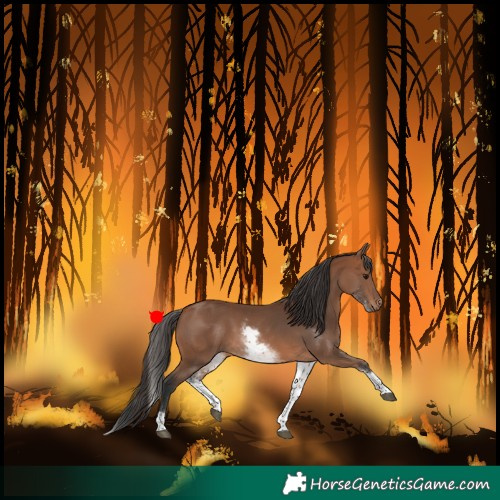 Horse Color:White Spotted Bay Tobiano