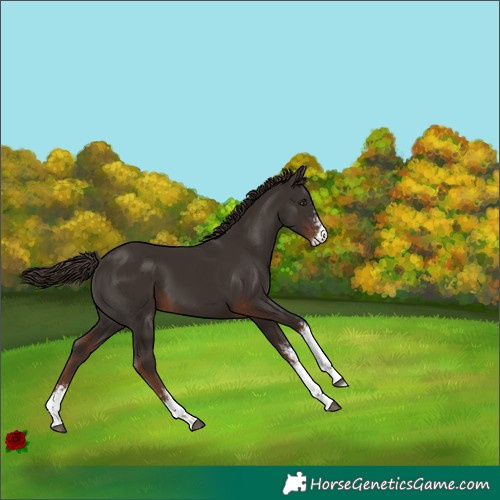 Horse Color:Liver Chestnut Sabino