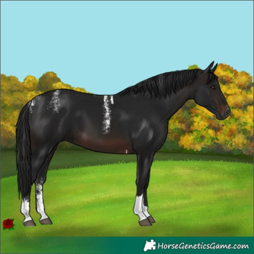 Horse Color:Powder White Gray Brown Tobiano 