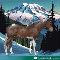 Horse Color:Silver Brown Tobiano