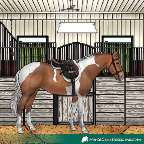 Horse Color:Silver Bay Tobiano