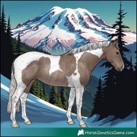 Horse Color:Silver Black Tobiano Rabicano