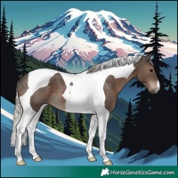 Horse Color:Silver Black Tobiano