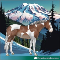 Horse Color:Silver Black Splash Tobiano 