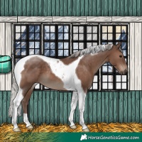 Horse Color:Silver Black Tobiano