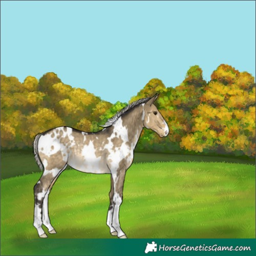 Horse Color:White Spotted Silver Buckskin Dun Rabicano 