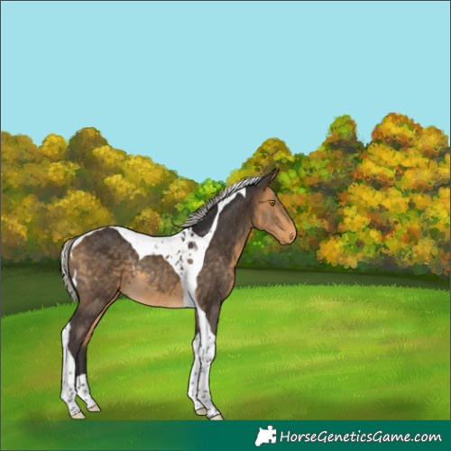 Horse Color:Silver Buckskin Tobiano Rabicano